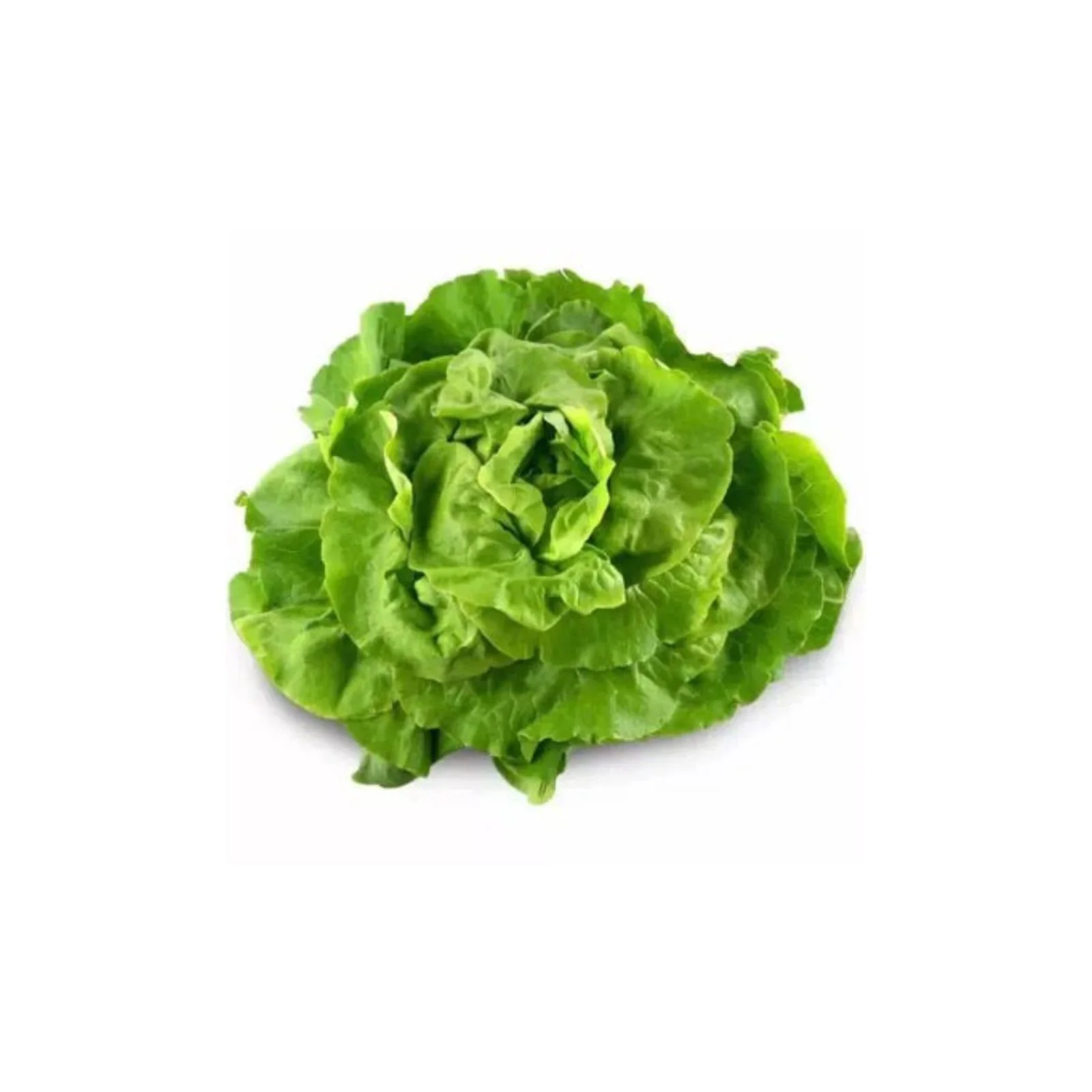 LAITUE VERTE – الخس