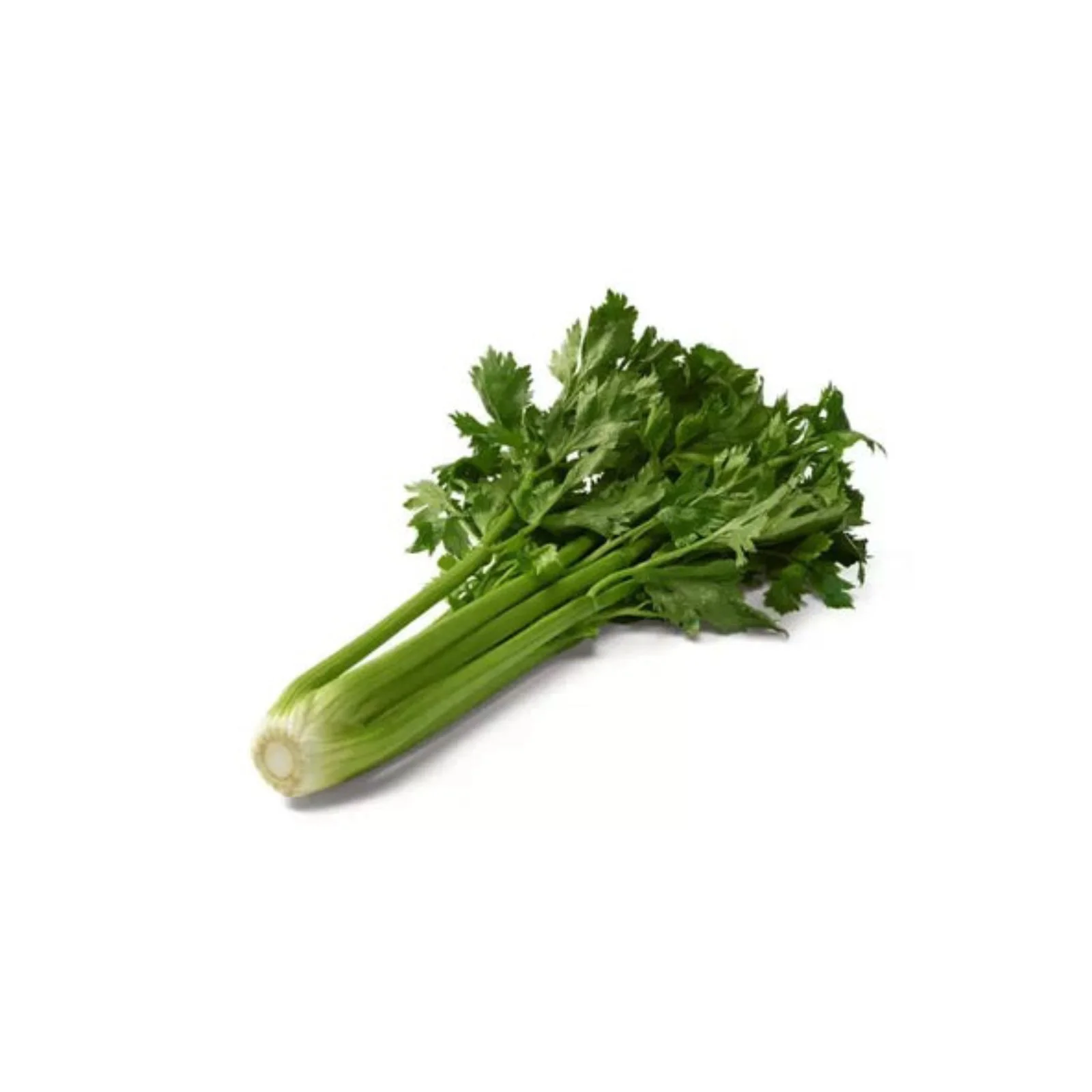 CELERI BRANCHE – كرافس