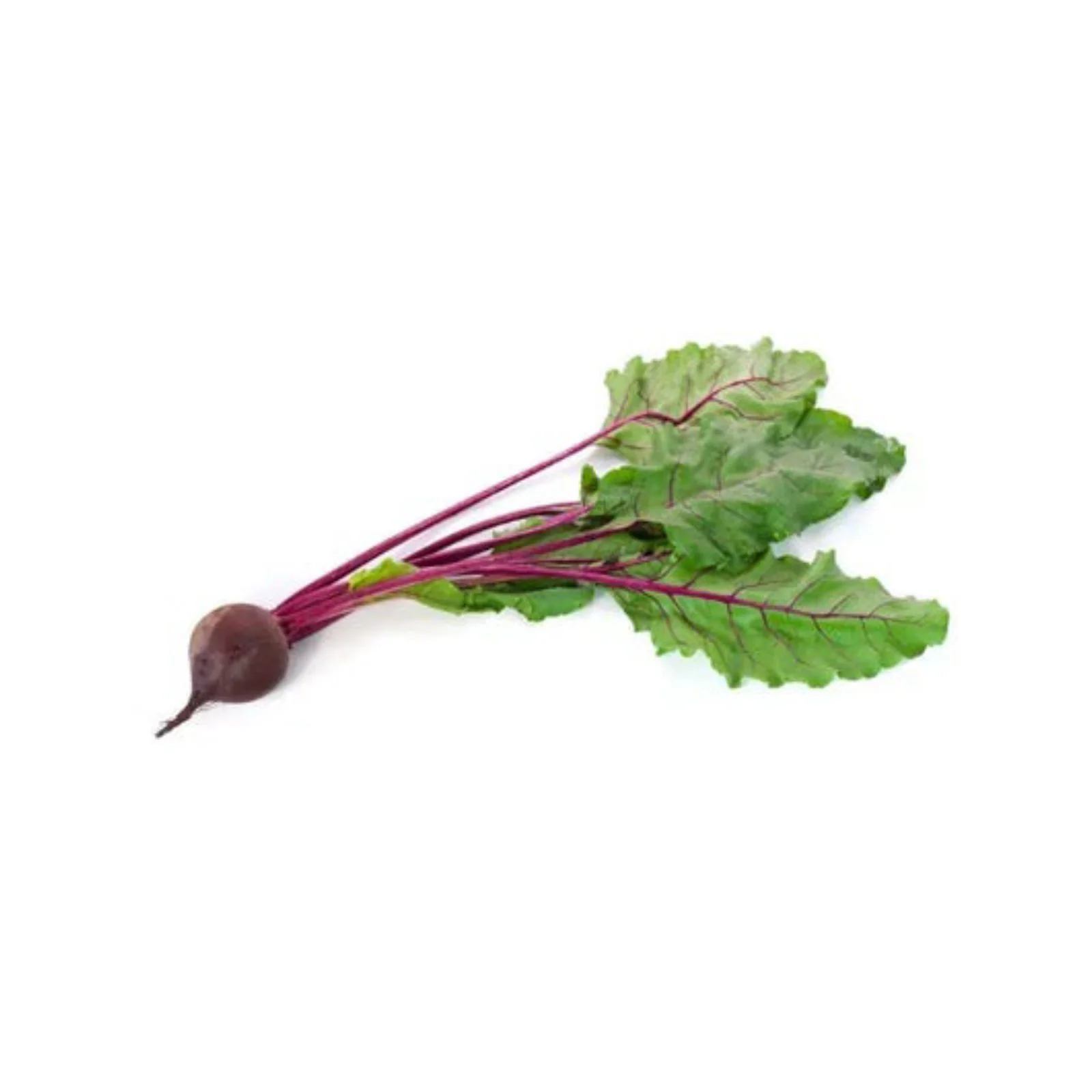 BETTERAVE AVEC POUSSE – باربة ربطة