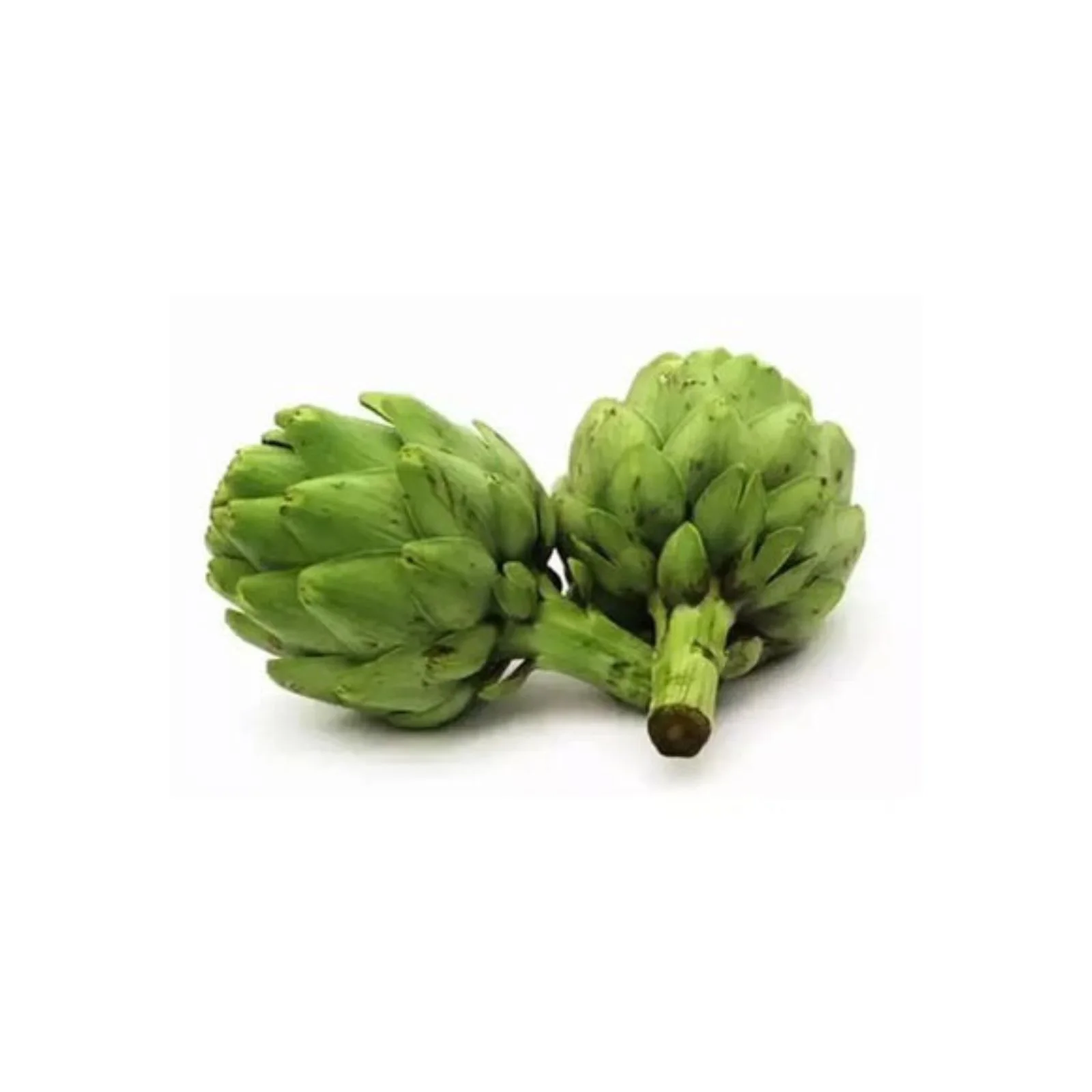 Artichaut – القوق