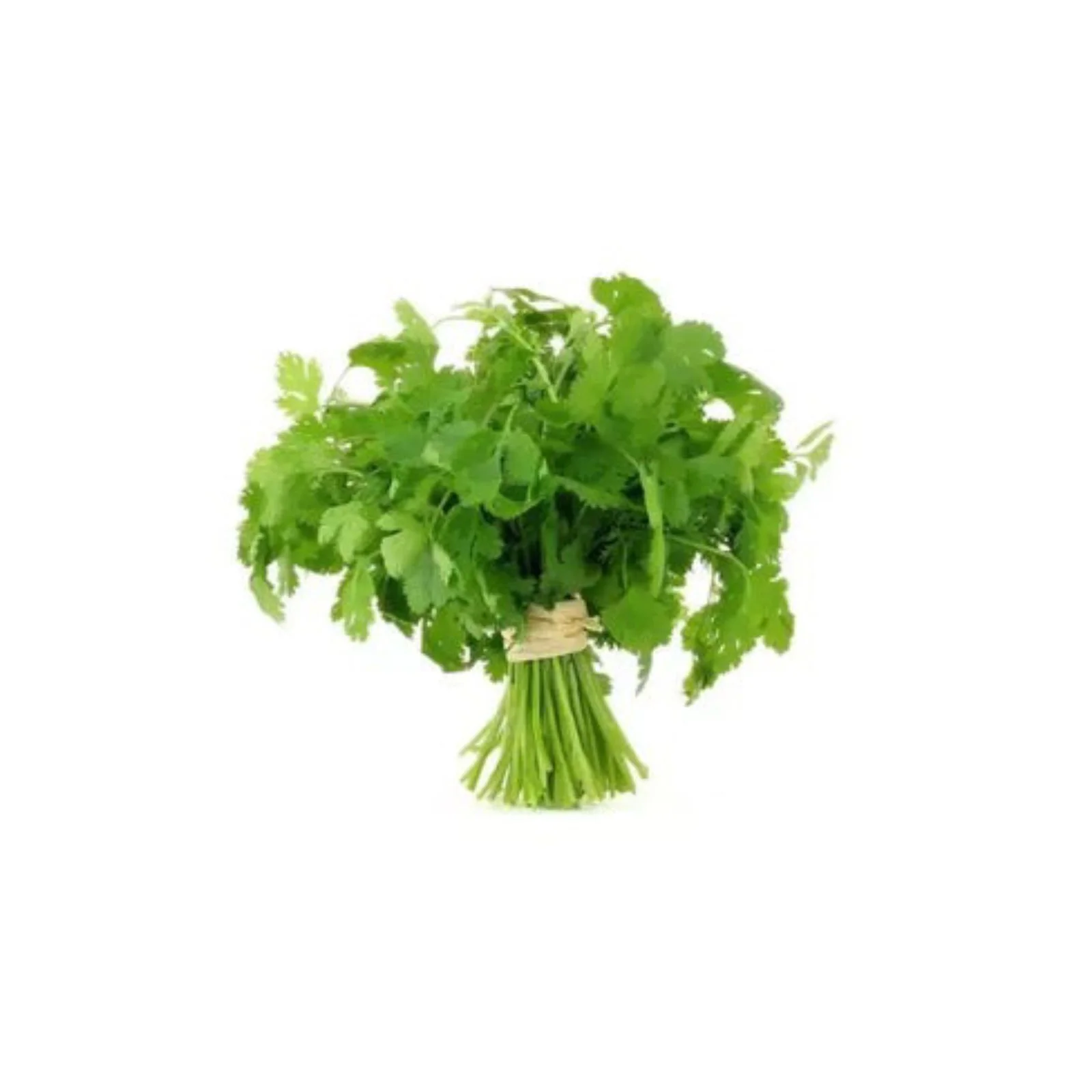 CORIANDRE – القزبر