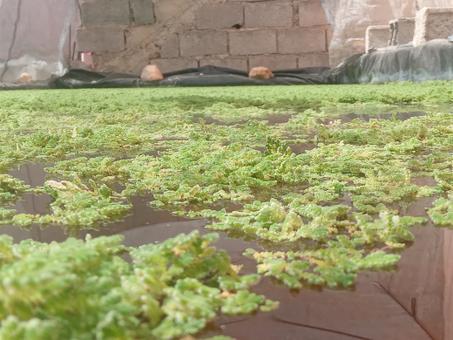 ازولا نيوليتيكا الذهب الاخضر