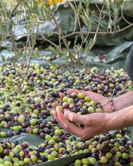 زيت الزيتون البلدي الأصلي