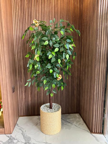 Ficus Prestige