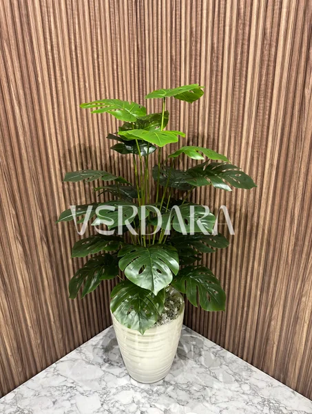 شجرة المونستيرا