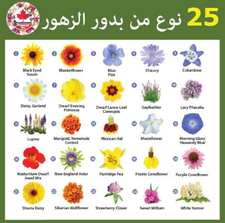 البذور المتسلقة