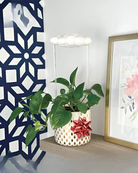 ديكور سقي النباتات بالتنقيط على شكل غيمة - ديكور رائع و عملي و مفيد للنبتة