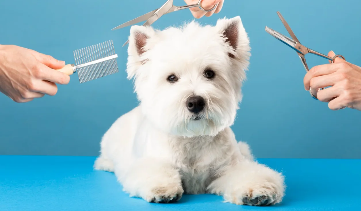 مستلزمات رعاية الحيوانات الأليفة