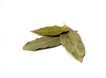 Feuilles de Laurier | ورق موسى (ورق الغار)