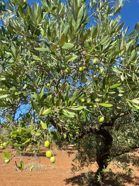 Huile Bio de la region de ZAOUIAT CHEIKH - BENIMELAL MAROC