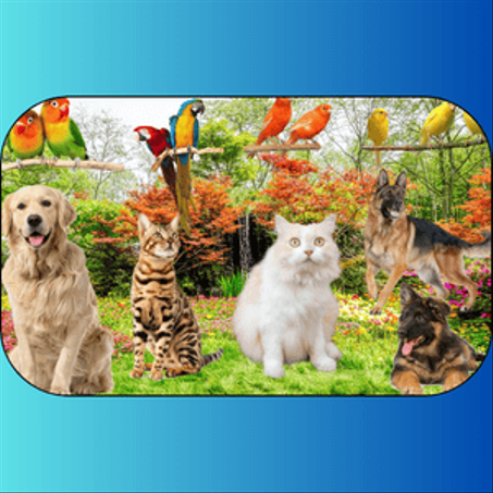 الحيوانات الأليفة