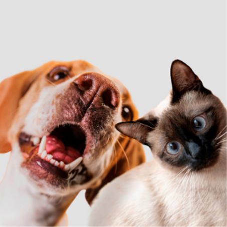 الحيوانات الأليفة ومستلزماتها