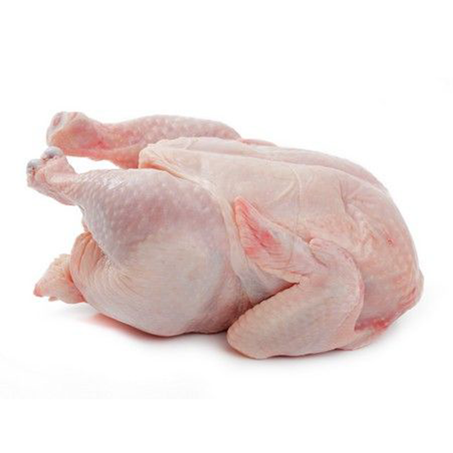 دجاج أحمر طازج