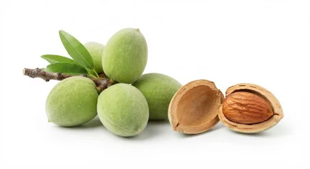 Plants d'Amandier de Qualité Supérieure 🌸🌰 - Prêts à Planter (Très Productifs & Résistants)