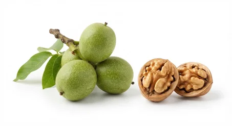 Plants de Noyer (Noix) de Qualité Supérieure 🌰 - Prêts à Planter (Très Résistants & Productifs)