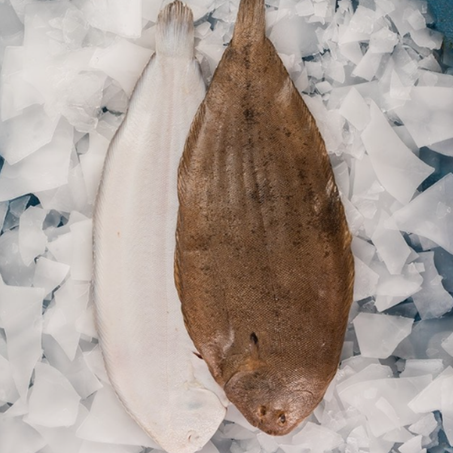 صول مجمد  Sole Congelée