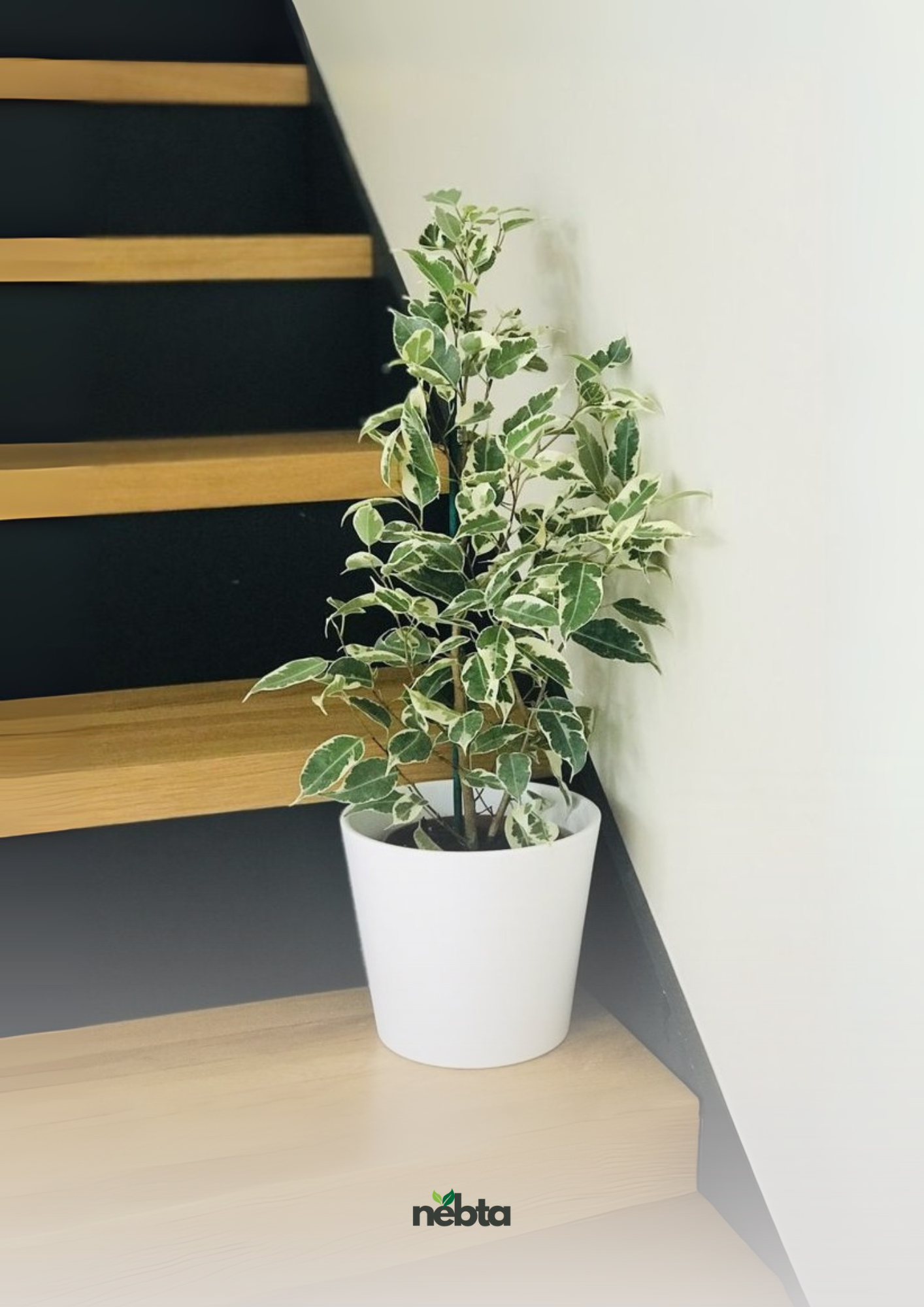 Ficus Benjamina (فيكس بنجامينا)