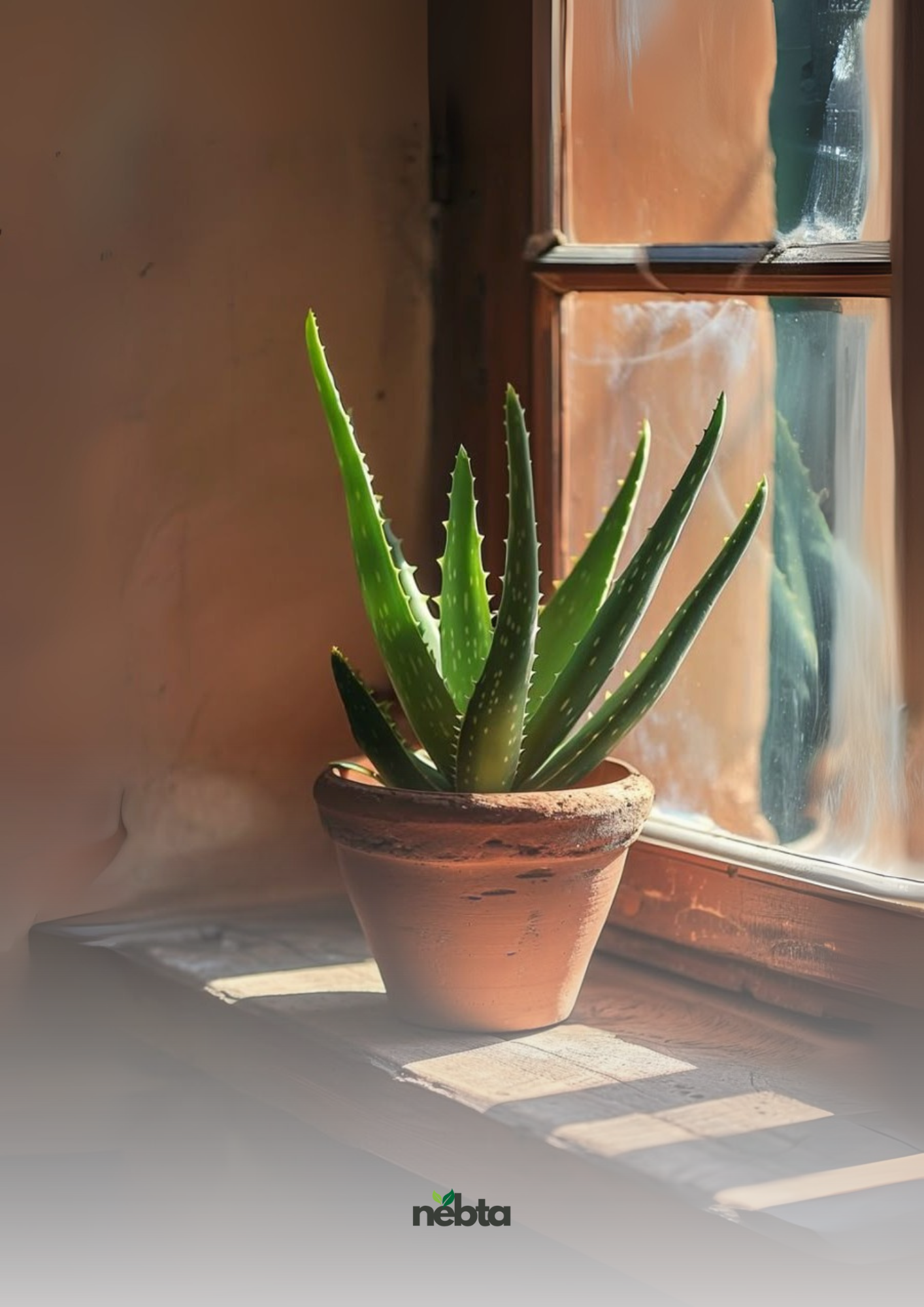 Aloe vera (صَبَار الألوة)