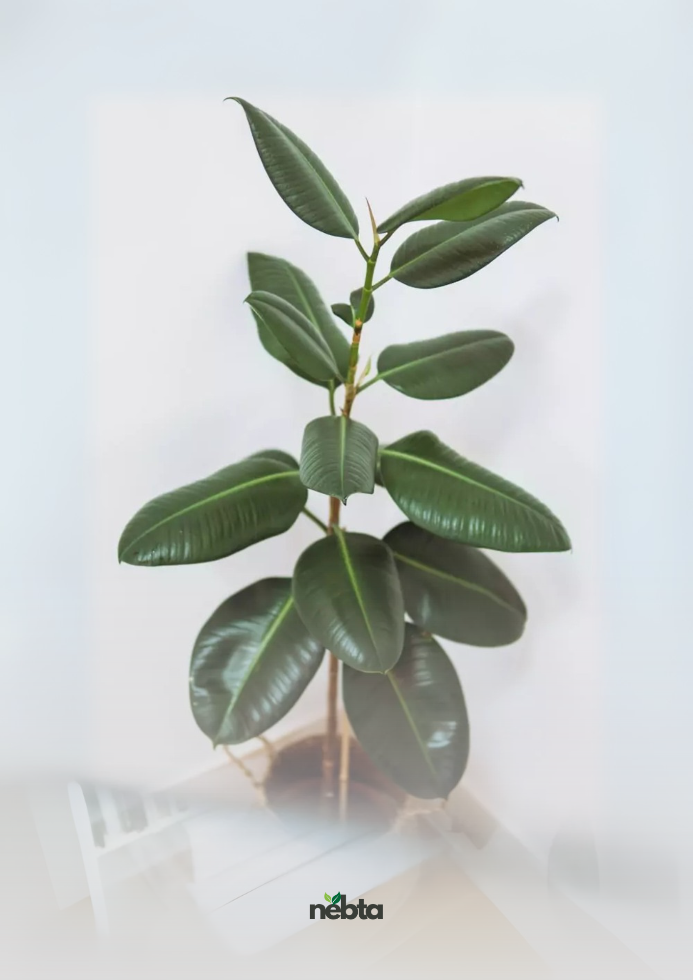 Ficus Elastica (فيكس المطاط)