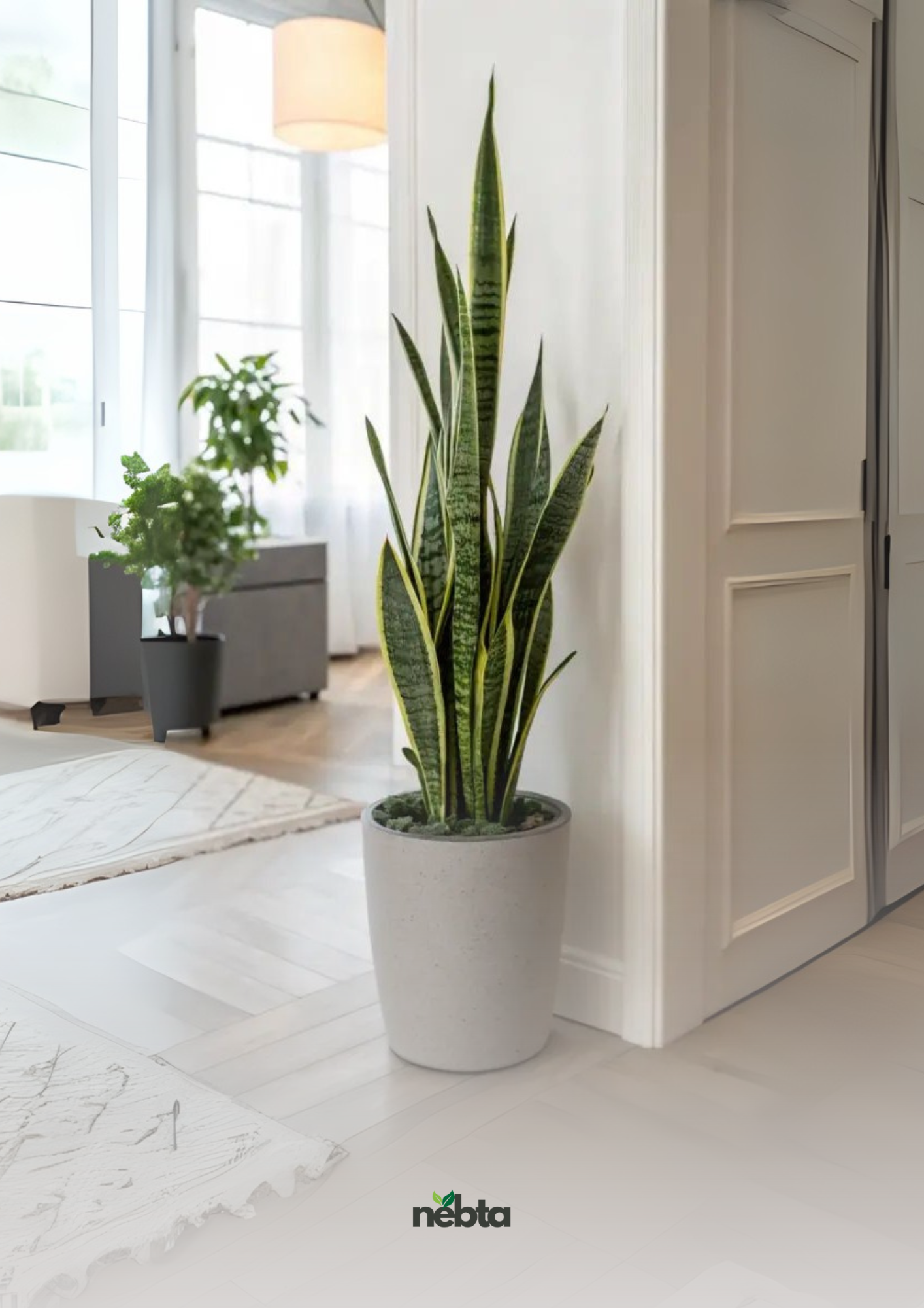 Sansevieria (لسان الحماة)
