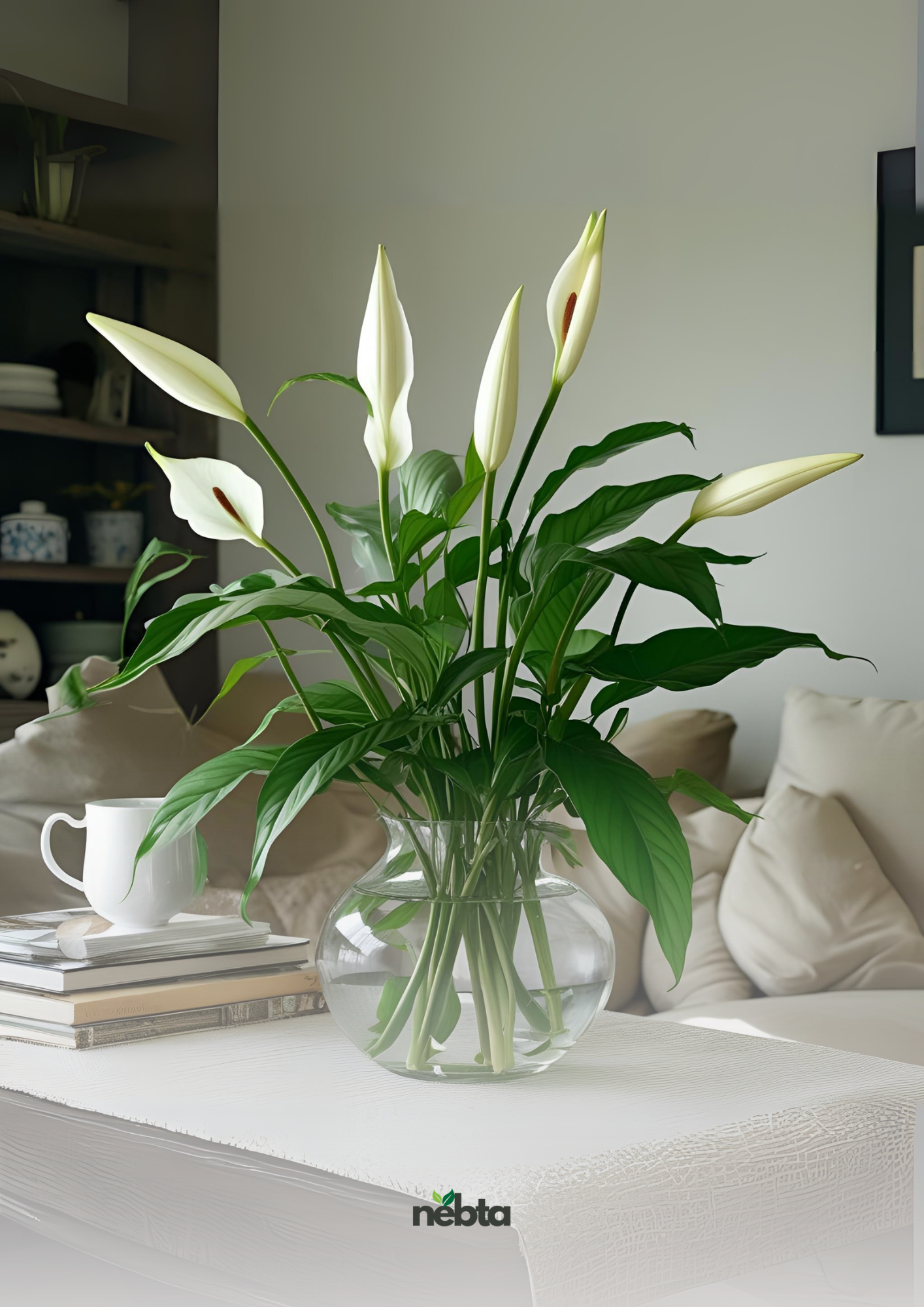 Spathiphyllum (نبتة زنبق السلام)