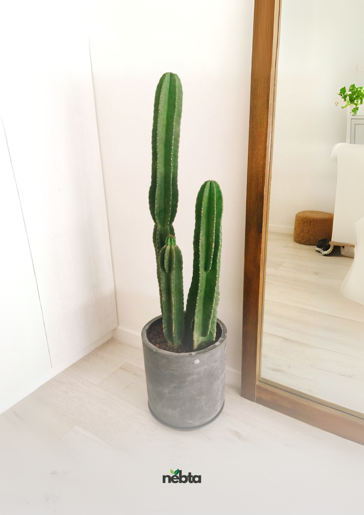 Cactus de San Pedro (كاكتوس سان بيدرو)
