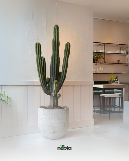 Cactus (الصبار)