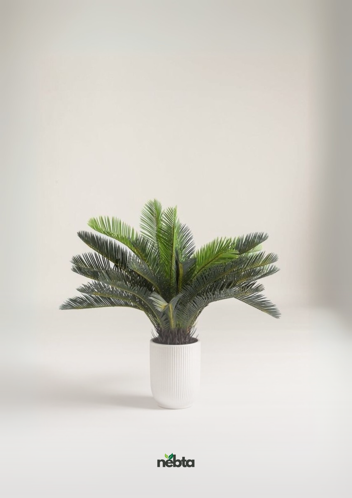 Sago Palm (نخيل السيكاس )