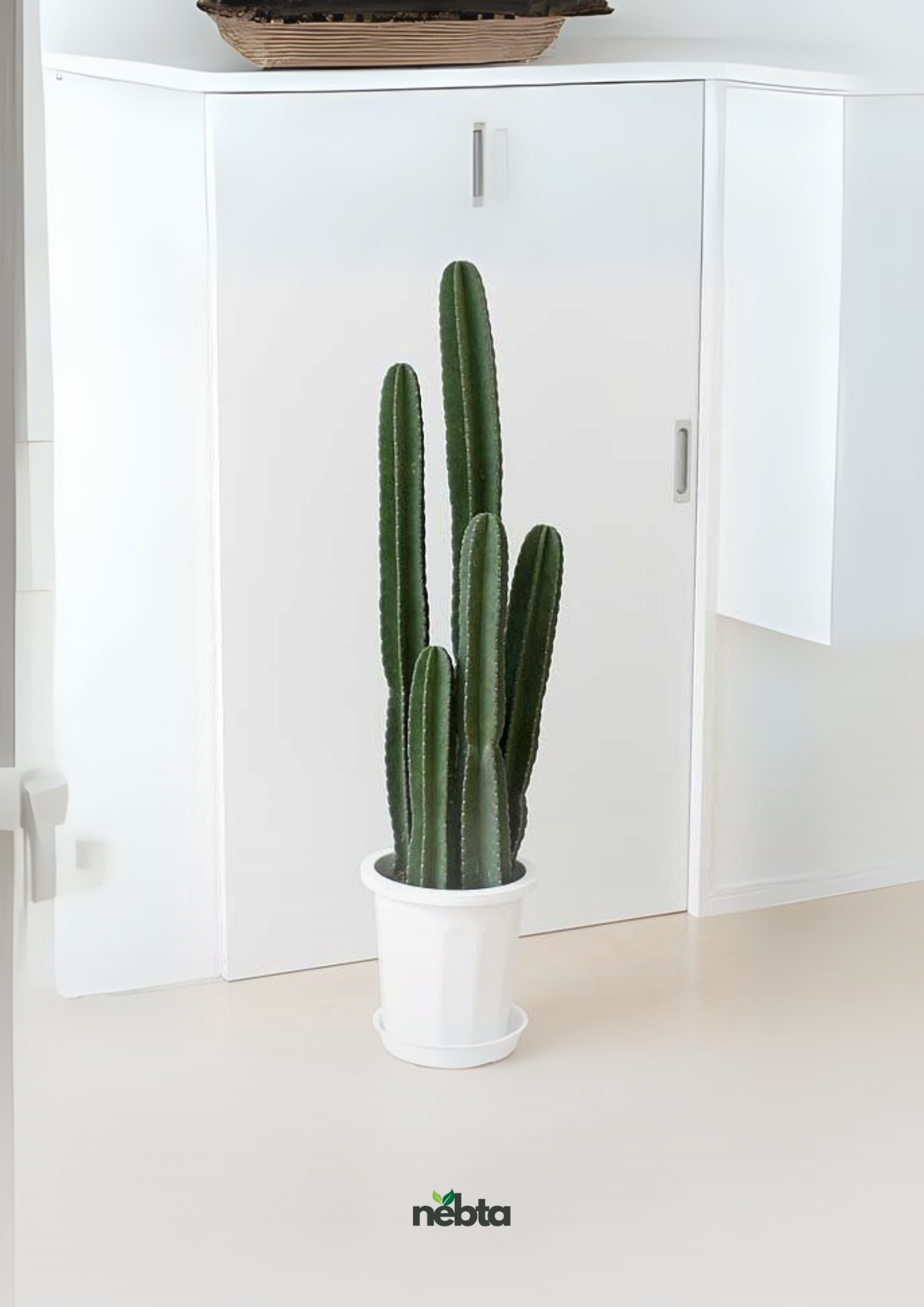 Cactus de San Pedro (كاكتوس سان بيدرو)