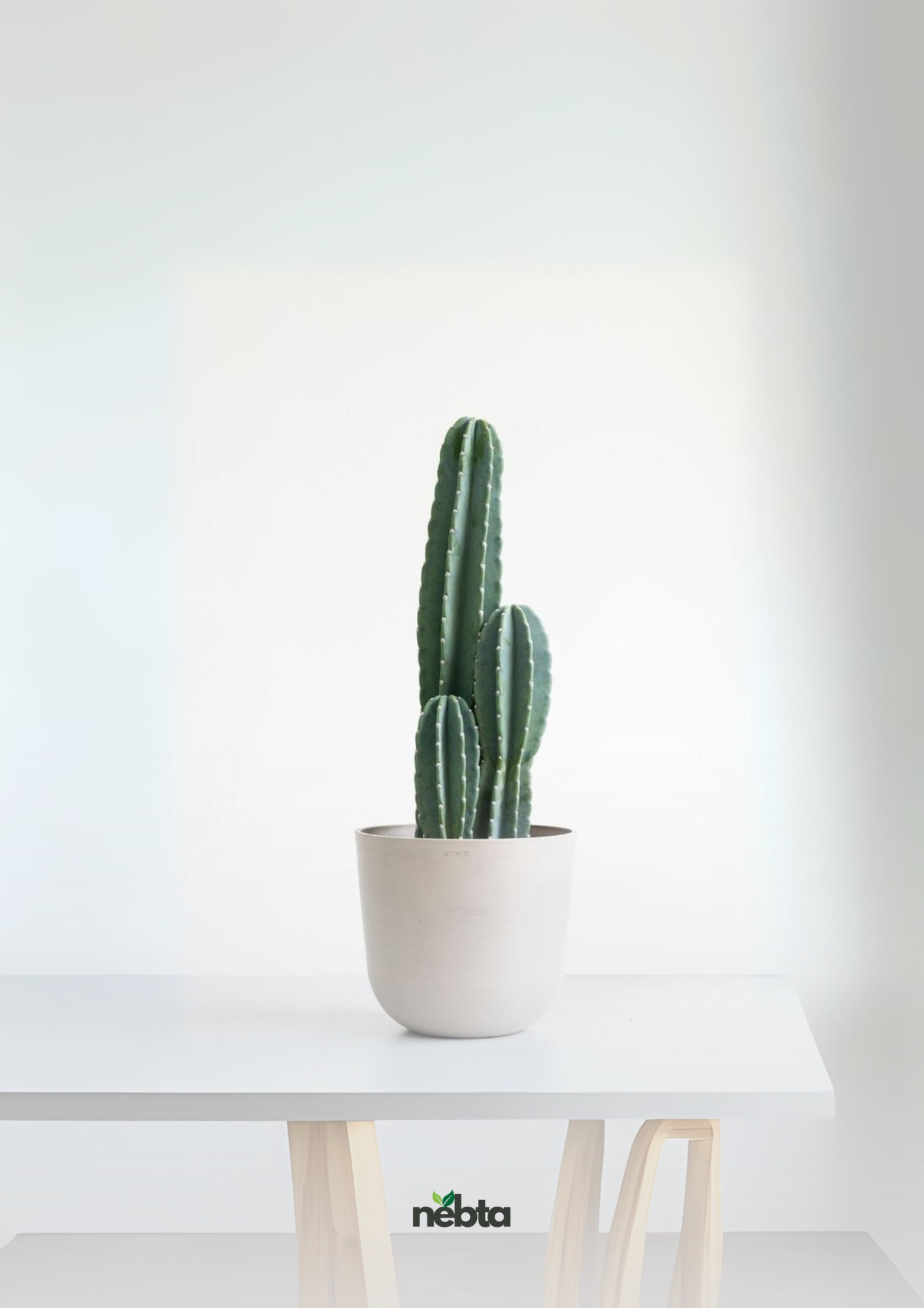 Cactus de San Pedro (كاكتوس سان بيدرو)