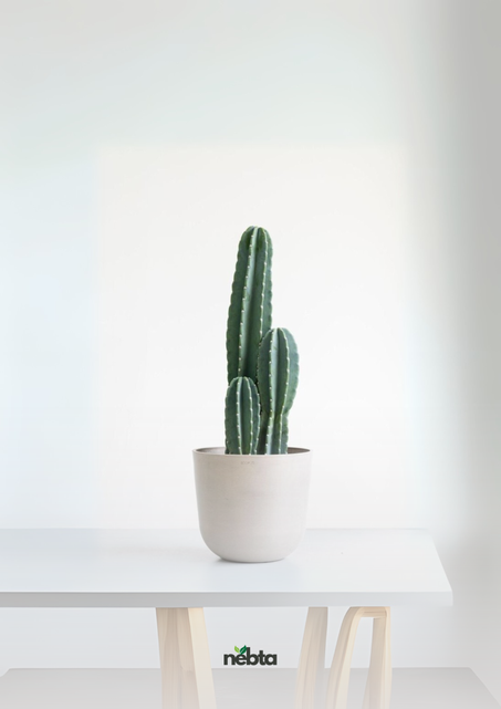 Cactus de San Pedro (كاكتوس سان بيدرو)