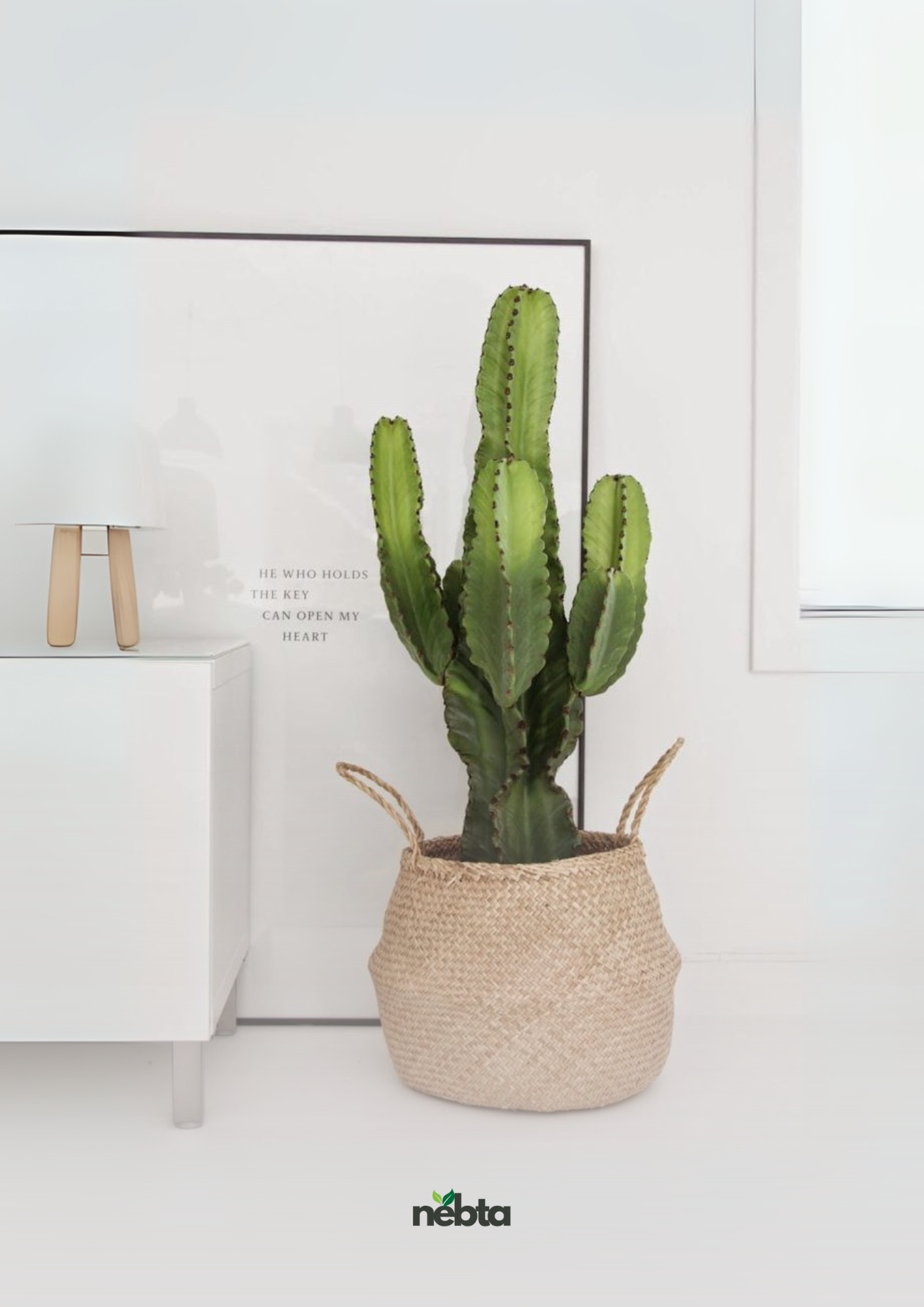 Cactus (الصبار)
