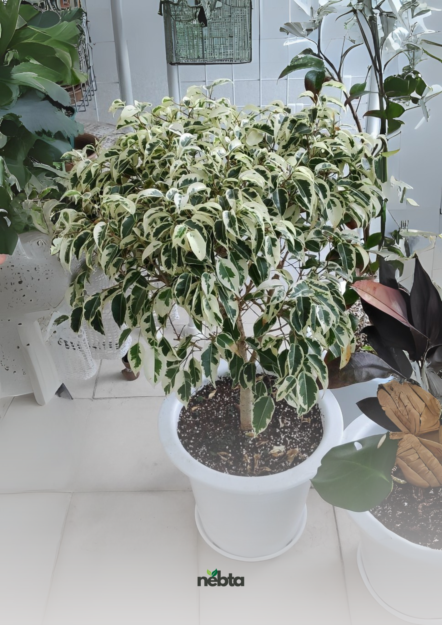 Ficus Benjamina (فيكس بنجامينا)