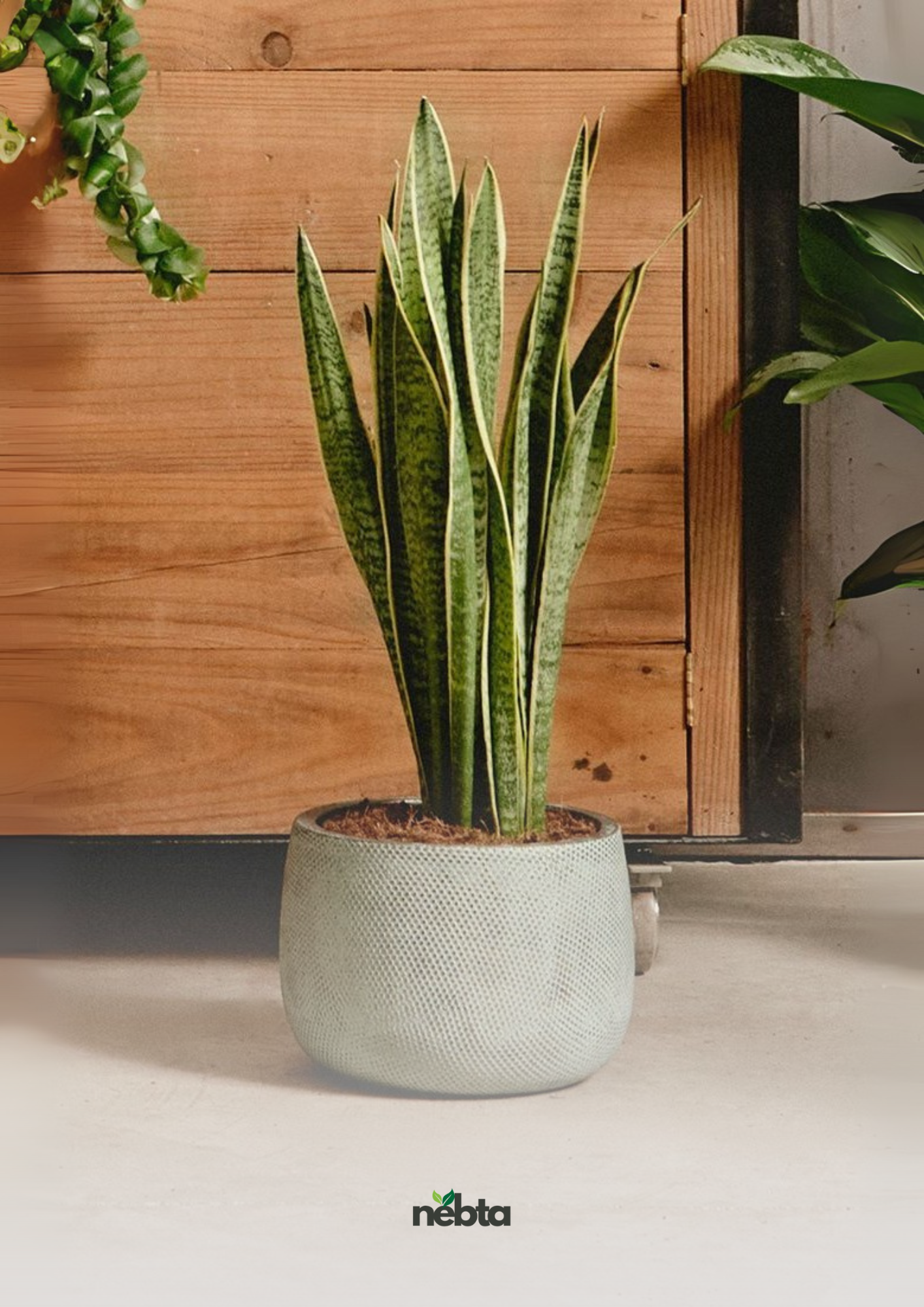 Sansevieria (لسان الحماة)