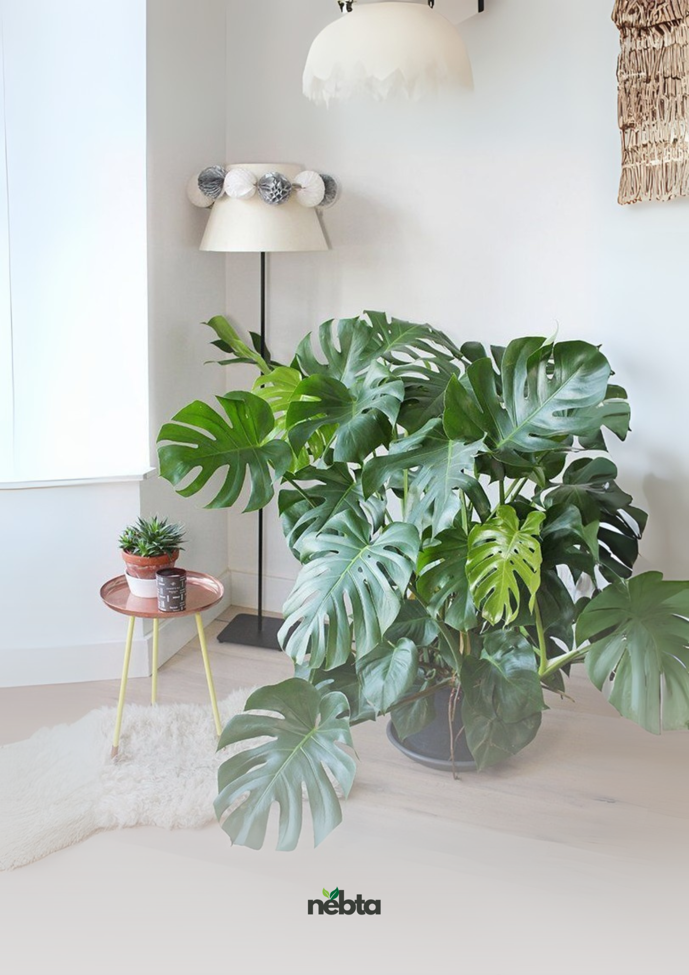 faux philodendron (فيلوديندرون مزيف)
