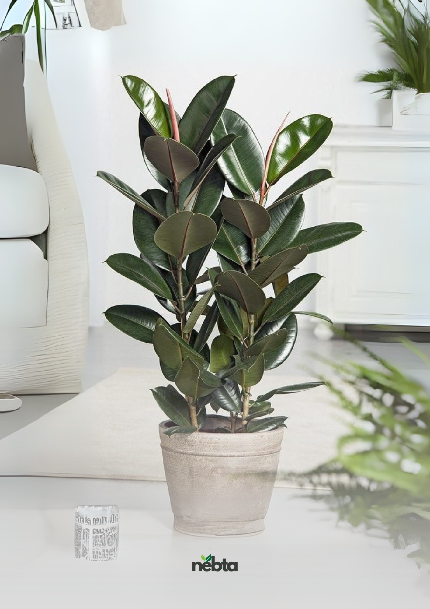 Ficus Elastica (فيكس المطاط)