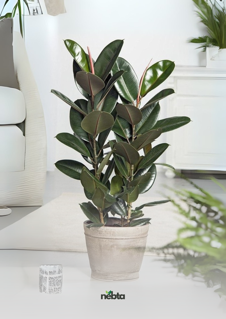 Ficus Elastica (فيكس المطاط)