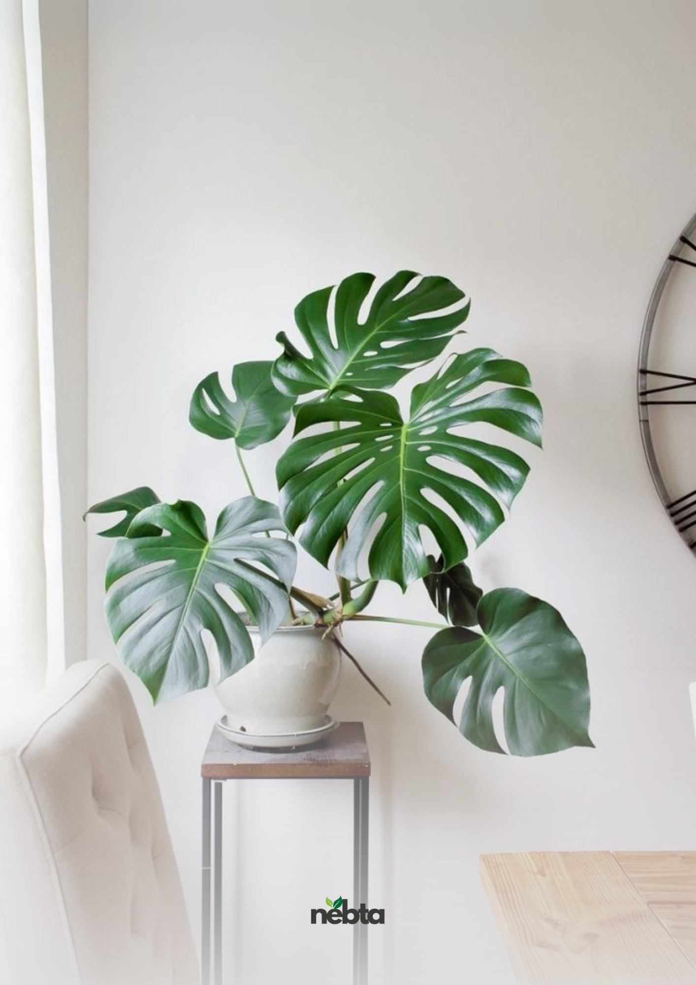 faux philodendron (فيلوديندرون مزيف)