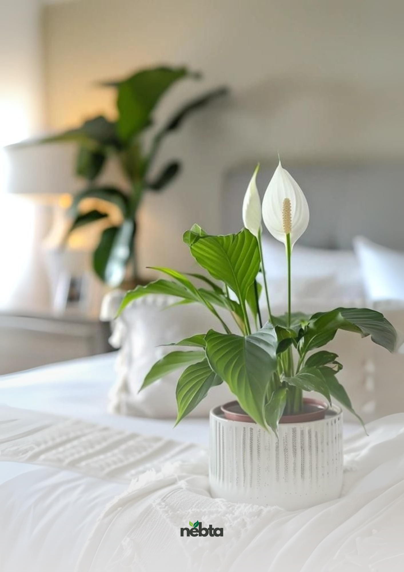 Spathiphyllum (نبتة زنبق السلام)