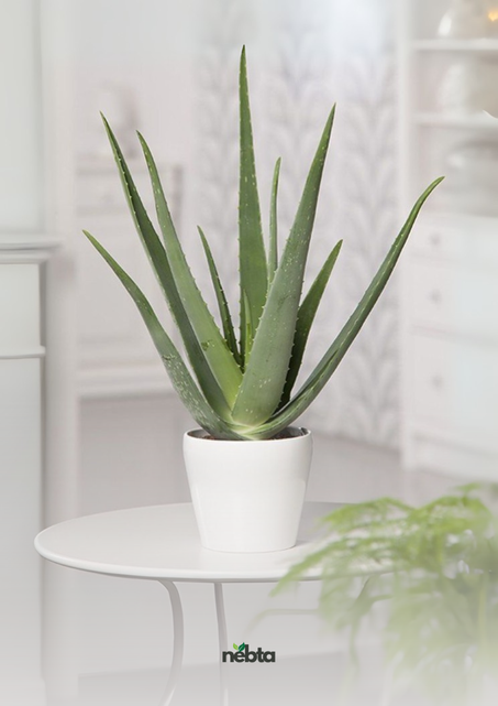 Aloe vera (صَبَار الألوة)