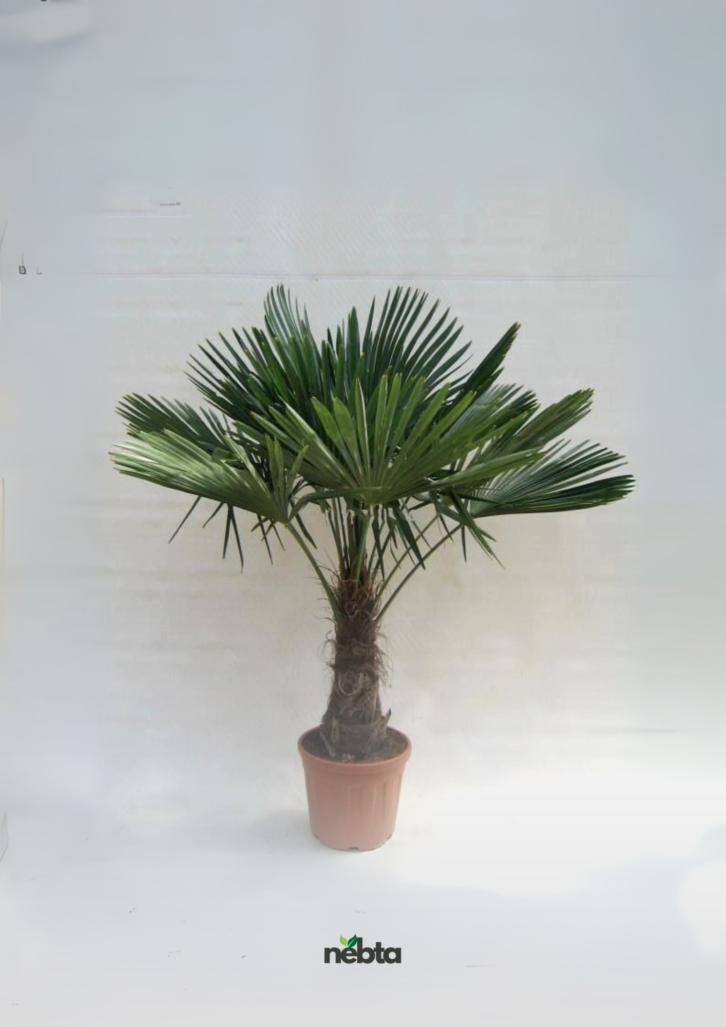 Palmier de Chine (نخيل الريح)