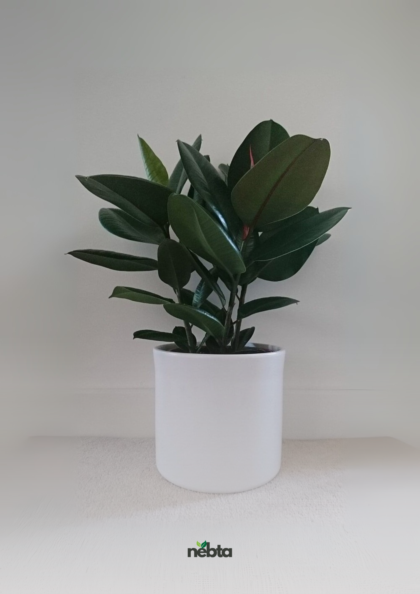 Ficus Elastica (فيكس المطاط)