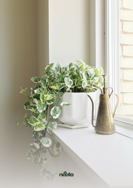 Ficus Benjamina (فيكس بنجامينا)