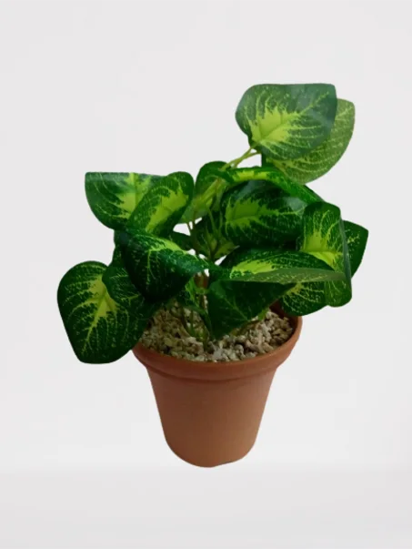 الأصص الكبيرة