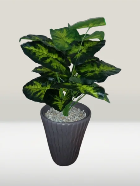 الأشجار المتوسطة