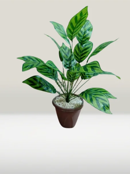 شجرة صغيرة بوريقات