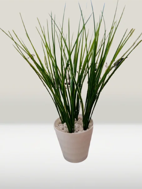 أصيص متوسط بخضرة