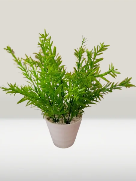 أصيص متوسط بخضرة