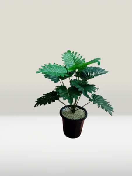 شجرة صغيرة بوريقات