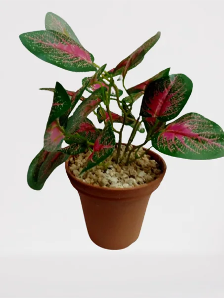 أصيص كبير بأوراق خضراء